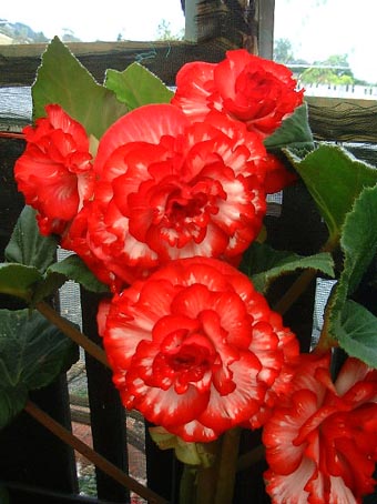 B. ‘Mathew Willsmore’